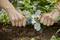 Deux mains réparent un tuyau d'arrosage entre des plantes vertes et des fleurs blanches dans le jardin.