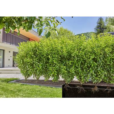 Haie verte au premier plan d'une maison moderne avec balcon, entourée d'arbres, de jardin herbeux et de ciel bleu en arrière-plan.