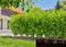 Une haie verdoyante et luxuriante dans un jardin paysager, avec une maison moderne et des arbres en arrière-plan sous un ciel d'un bleu limpide.
