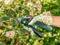 Une personne portant des gants de jardin à motifs coupe un rosier avec un sécateur vert et noir dans un jardin.