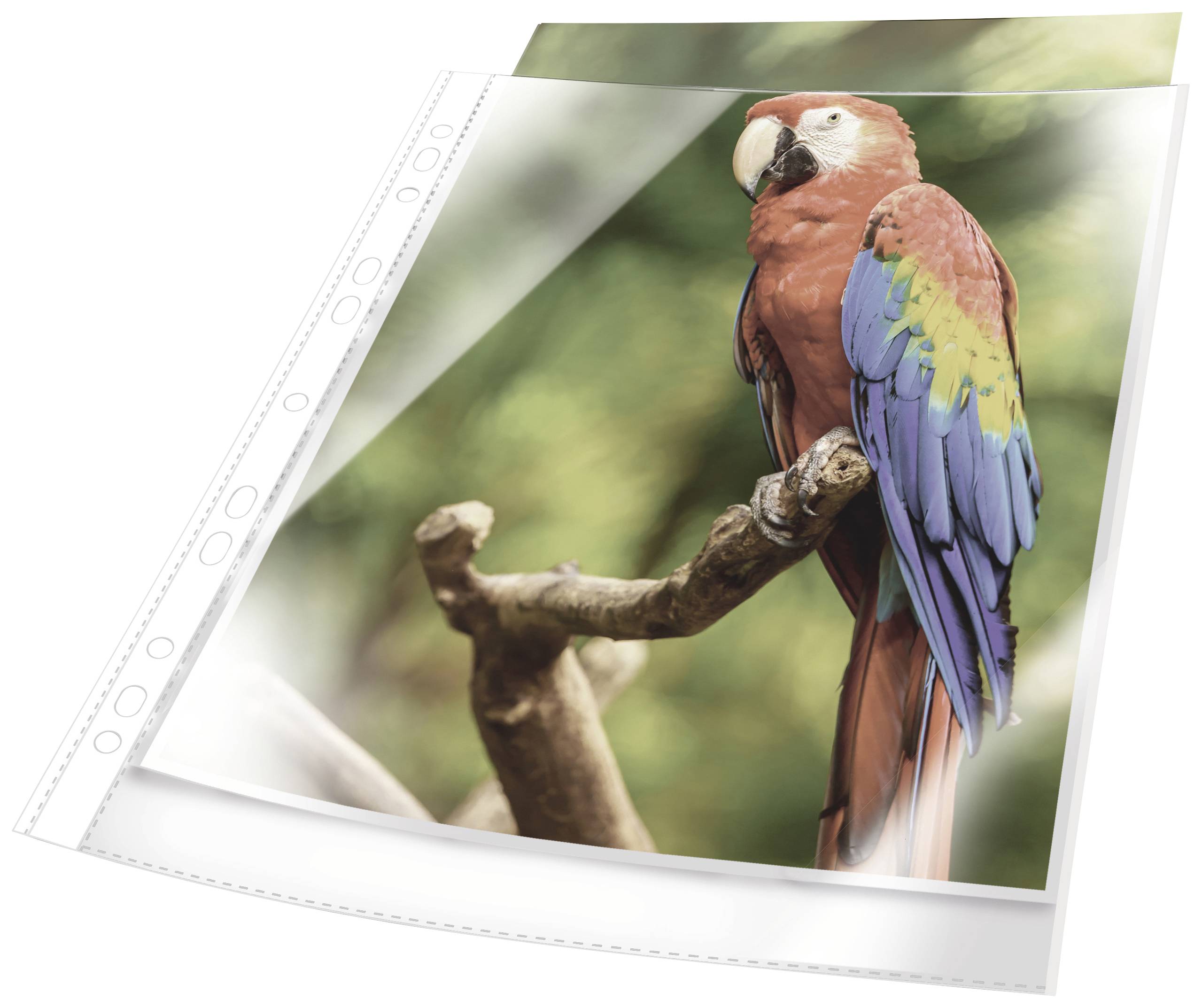 Un perroquet multicolore est perché sur une branche devant un arrière-plan vert flou. Le perroquet a des plumes rouges, bleues et vertes.