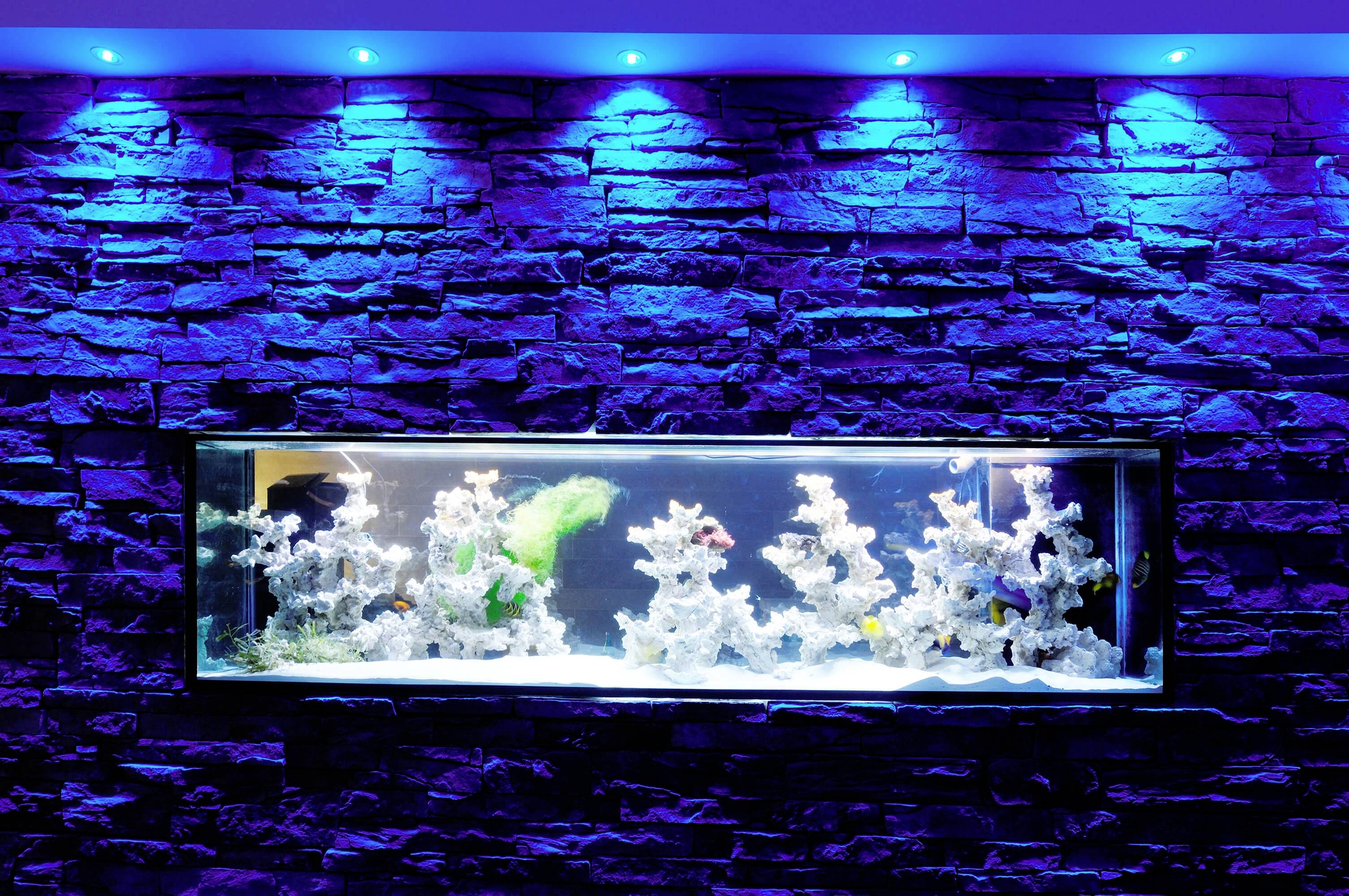 Un aquarium éclairé avec des poissons colorés et des coraux blancs, encastré dans un mur de pierre, baigné d'une lumière d'ambiance bleue.