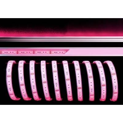 Quelques bandes de LED roses vives sont alignées côte à côte et émettent une lumière intense.