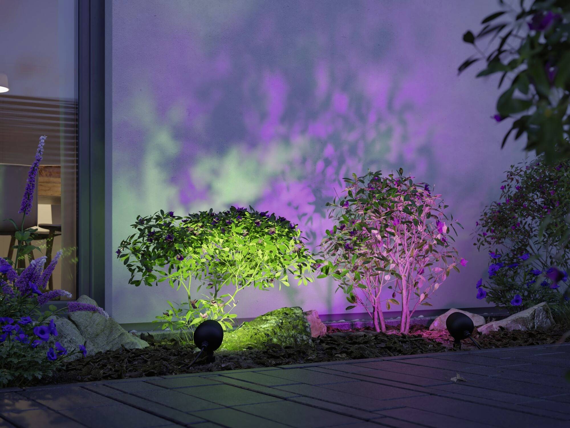 Deux buissons dans le jardin, illuminés par des lumières colorées en vert et violet, devant un mur de maison au crépuscule.