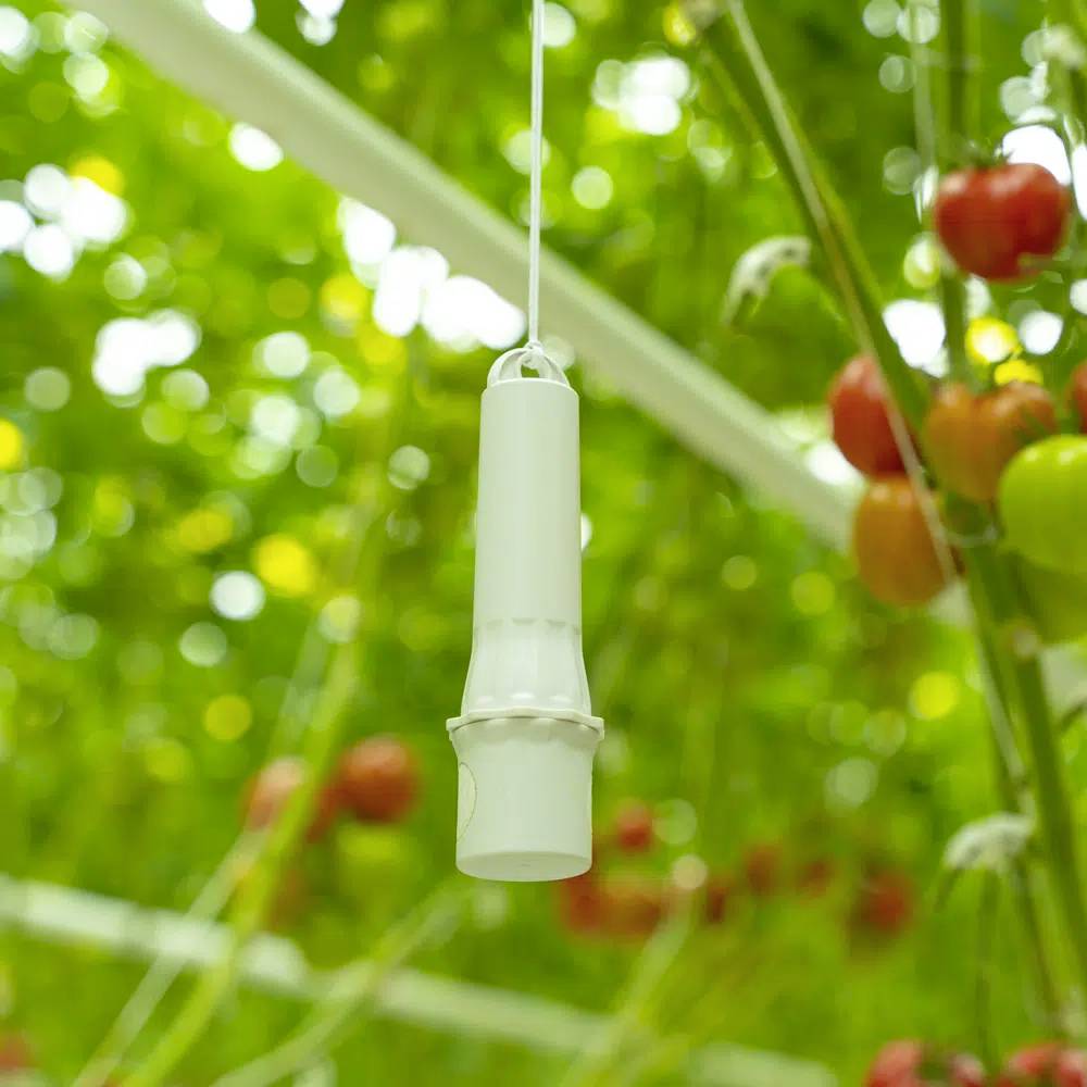 Un capteur d'humidité blanc est suspendu dans une serre remplie de plants de tomates, flou en arrière-plan.