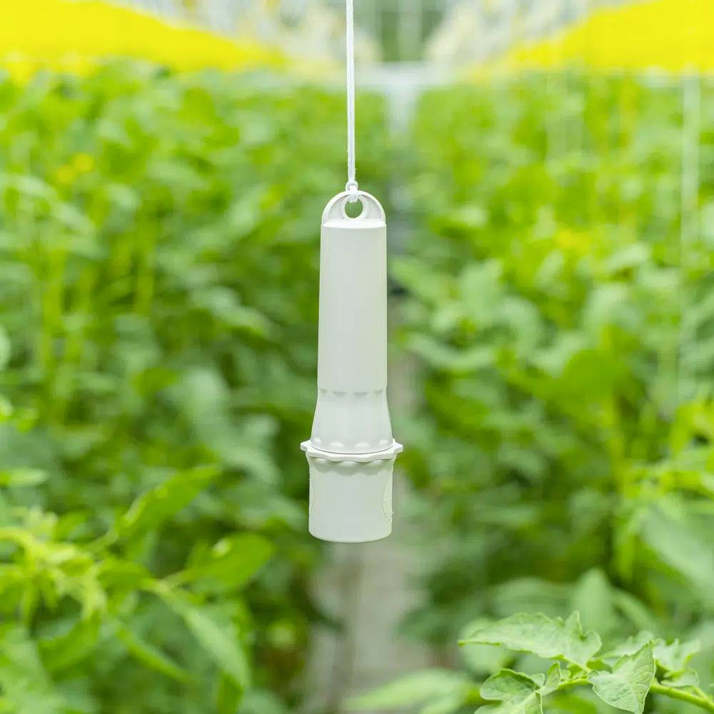 Un capteur blanc est suspendu au-dessus de plantes vertes dans une serre. Il surveille l'humidité ou la température.