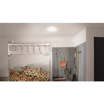 Une cave avec du bois de chauffage empilé, une échelle fixée au mur et des outils de jardin tels qu'une pelle et un balai.