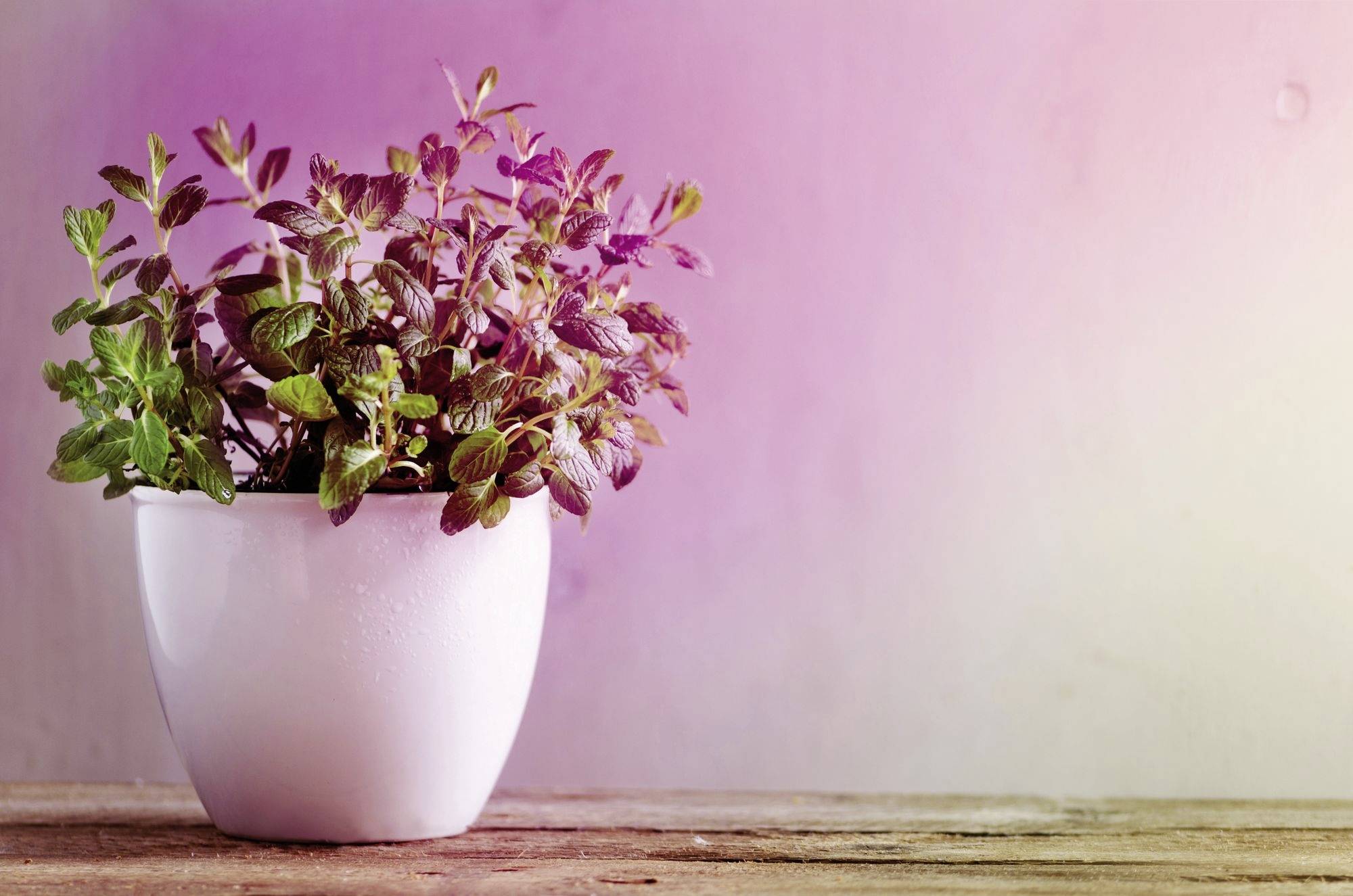 Un pot de fleurs blanc contenant une plante verte est posé sur une table en bois. L'arrière-plan est éclairé en rose.