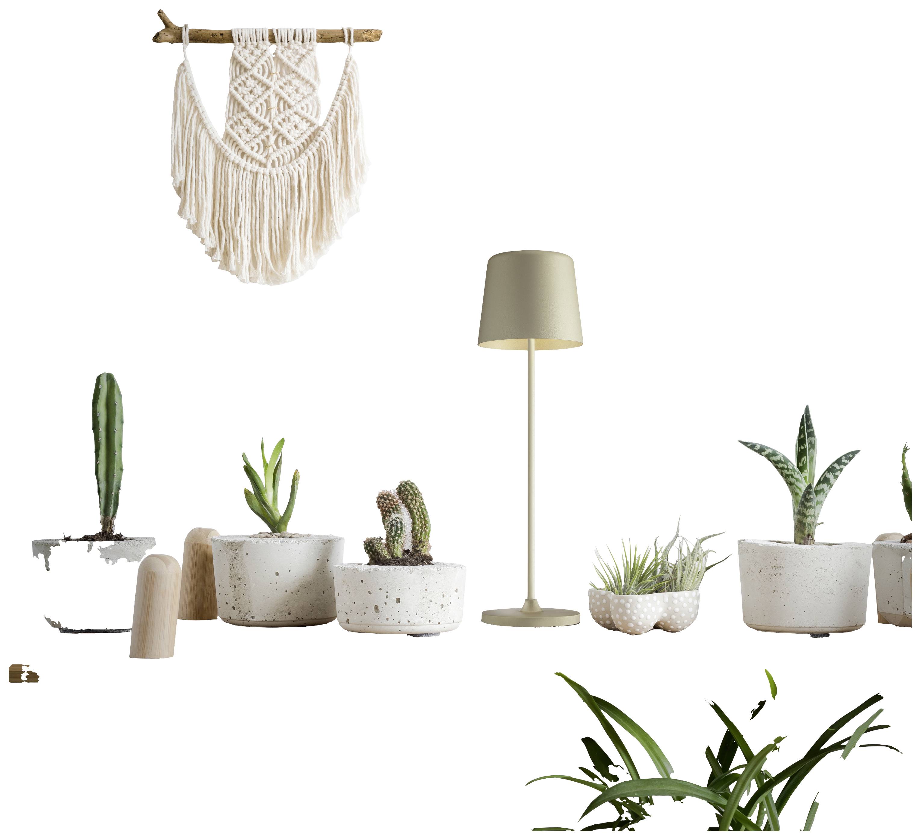 Une collection de plantes d'intérieur, comprenant des succulentes et des cactus, disposée sur une table. Une lampadaire éclaire la scène. En arrière-plan, une décoration en macramé est suspendue.