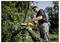 Une personne utilisant une tronçonneuse pour couper une grosse branche d'un arbre dans une zone boisée, portant des lunettes de soleil et des vêtements décontractés d'extérieur.