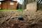 Un sol de jardin avec un petit dispositif d'aide à la plantation vert planté dans la terre. À l'arrière-plan, un abri de jardin en bois.
