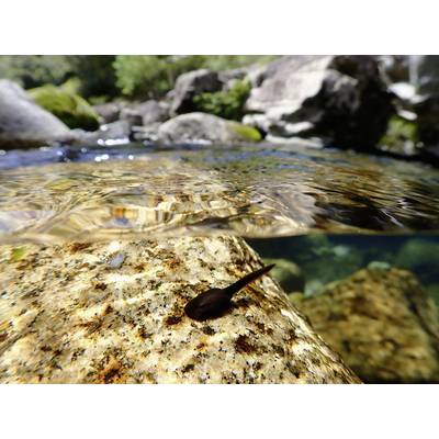 Têtard sur un rocher dans l'eau claire d'un ruisseau. Des rochers et des arbres sont visibles en arrière-plan.