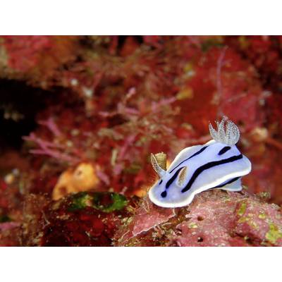 Une limace marine de couleur bleue avec des rayures noires sur un récif corallien rouge dans l'océan.