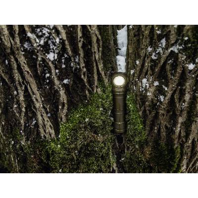 La lumière d'une lampe de poche brille entre les rainures d'un tronc d'arbre, entourée de mousse et de quelques flocons de neige.