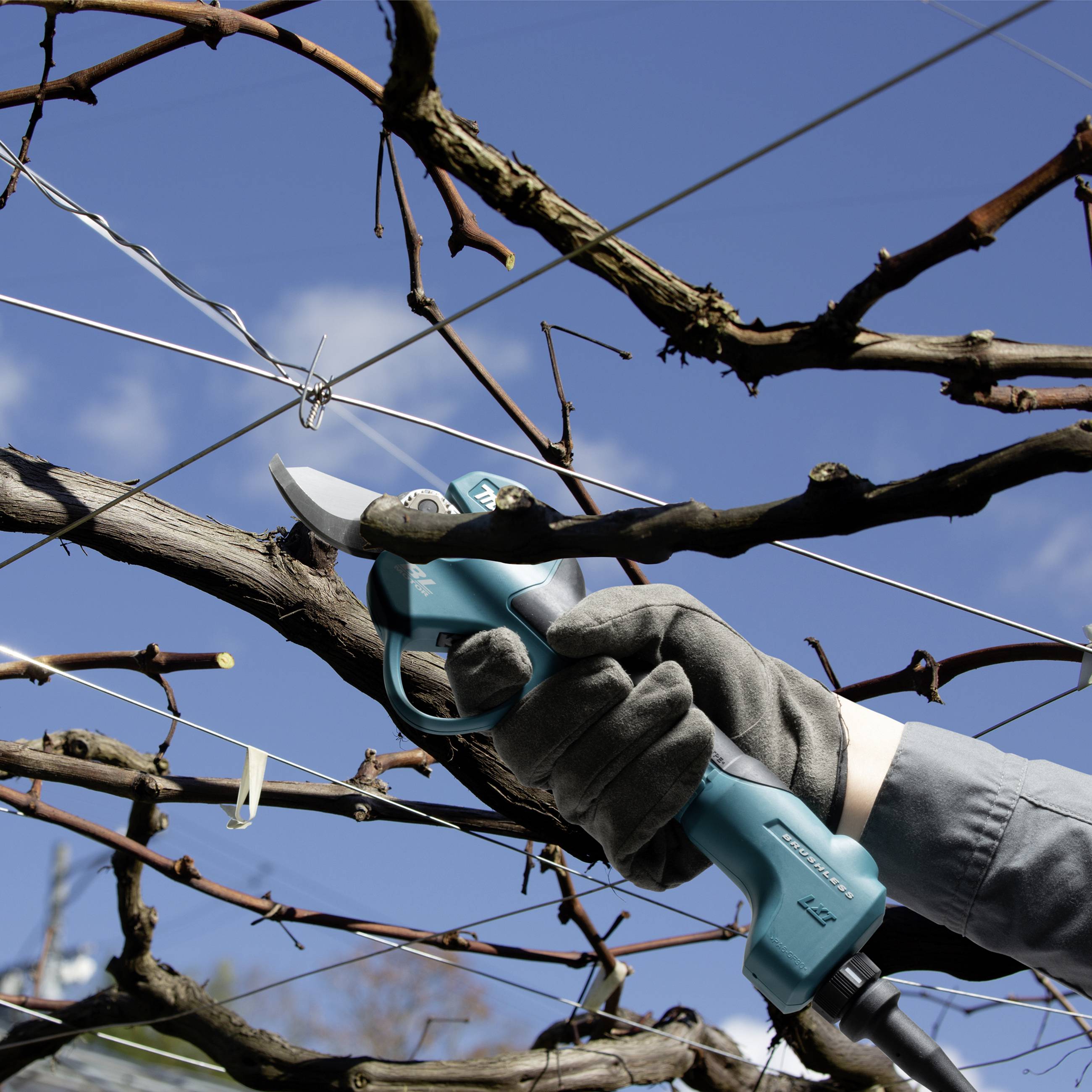 Une personne coupe des branches d'un cep de vigne avec un sécateur électrique sous un ciel bleu.