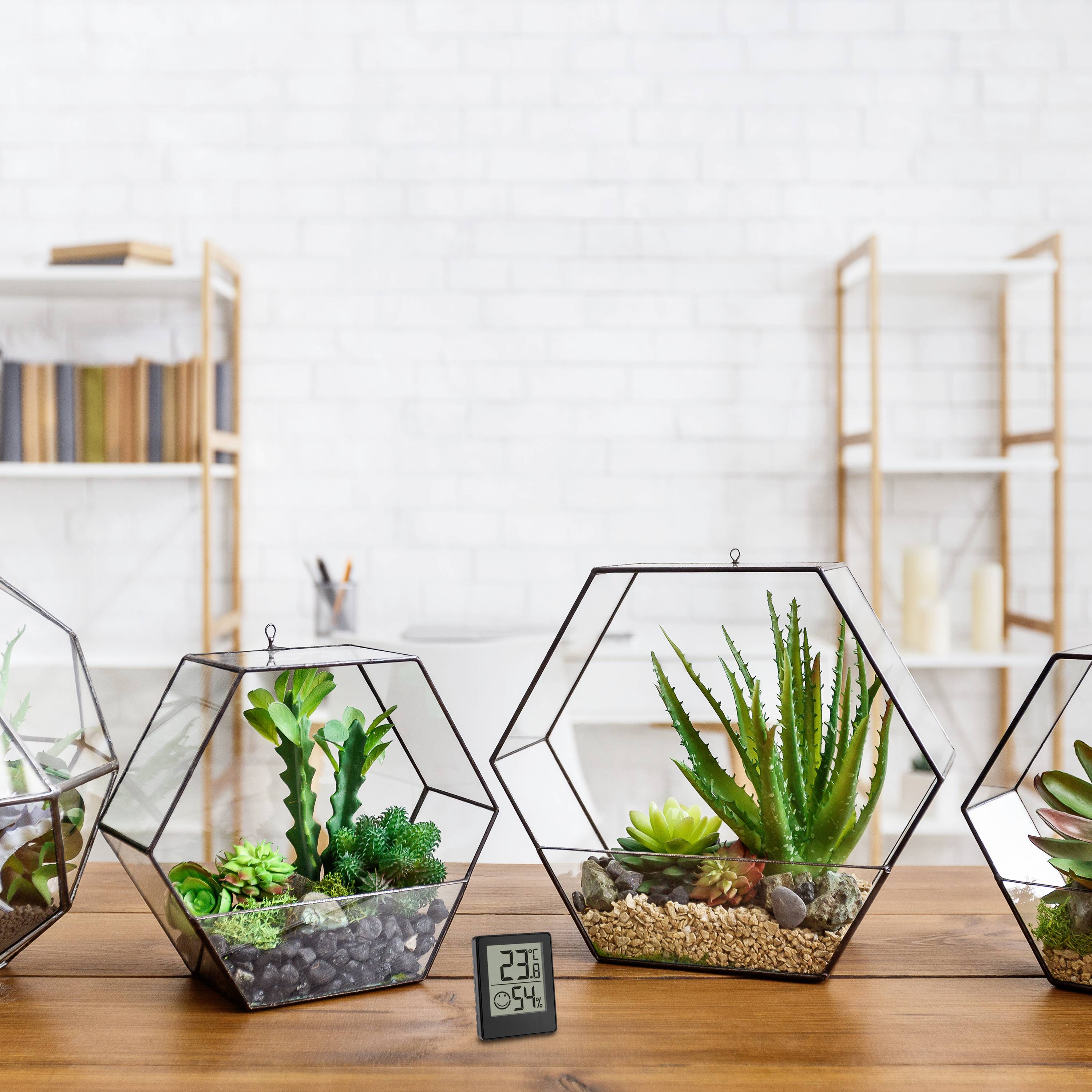 Succulentes dans des récipients géométriques en verre sur une table en bois. Un petit thermomètre entre les récipients indique 23°C.