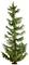 Un sapin élancé et étroit aux branches fines et au feuillage vert dense, dans un style naturel.