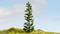 Un grand sapin solitaire se dresse sur une colline verte sous un ciel bleu. Une petite personne se trouve à droite de l'arbre.
