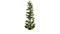 Un sapin vert solitaire se dresse devant un fond blanc. L'arbre présente une structure symétrique et conique.