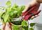 Une personne coupe les feuilles d'une plante verte dans un petit pot à l'aide d'un sécateur rouge.
