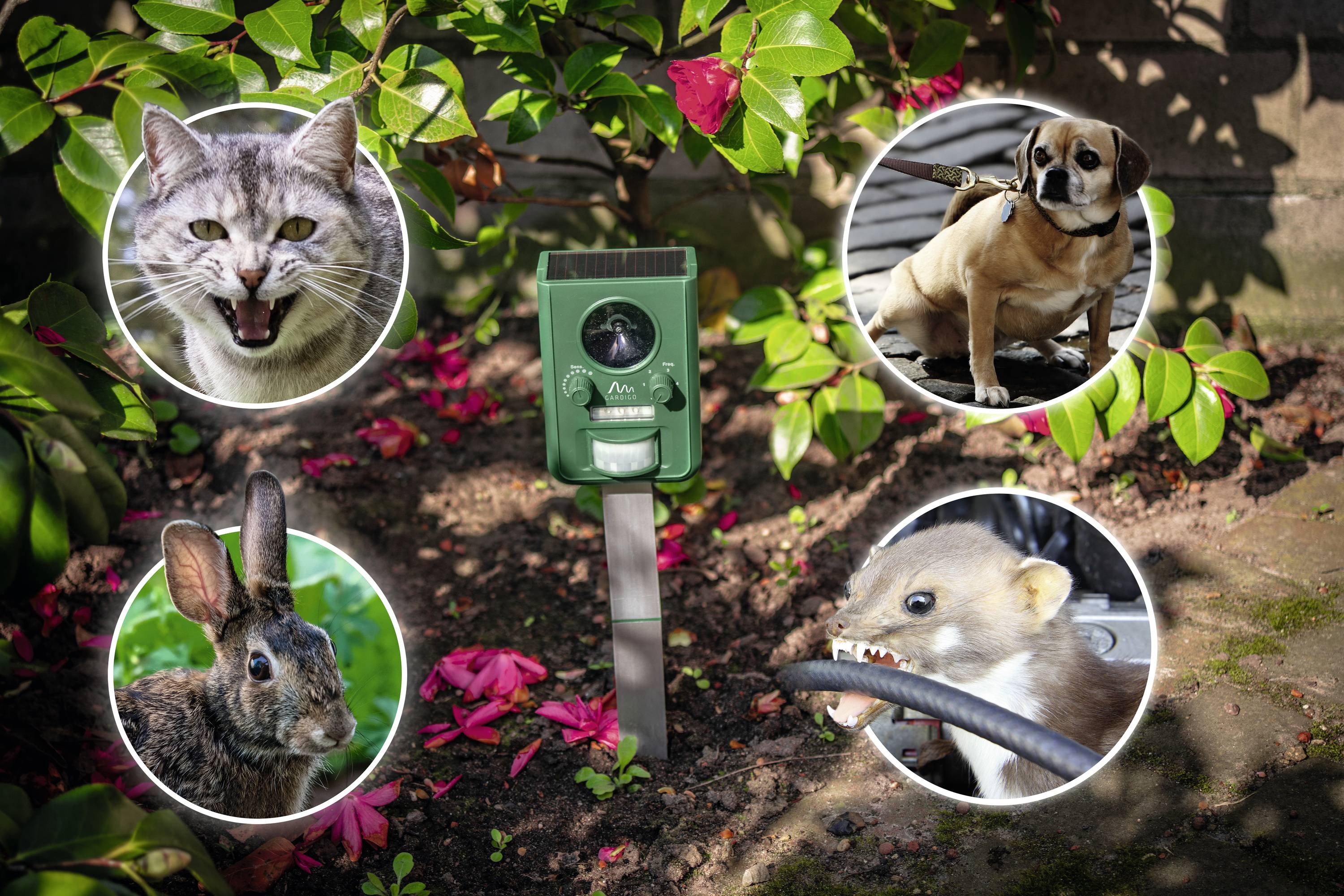 Un répulsif écologique à énergie solaire est installé dans le jardin, entouré de cercles représentant un chat, un chien, un lapin et une fouine comme animaux avertis.