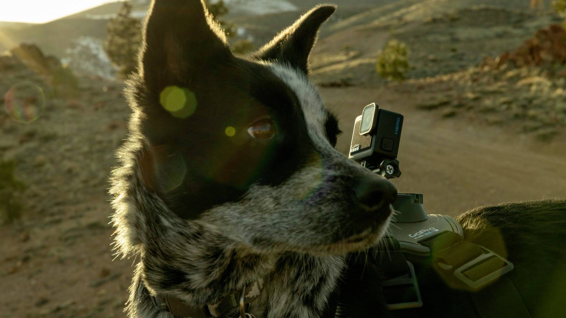 Un chien noir et blanc, portant une caméra sur le dos, regarde attentivement sur le côté. En arrière-plan, un paysage montagneux au coucher de soleil.