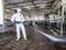 Une personne en tenue de protection désinfecte le sol d'une étable dans une ferme laitière. Des vaches sont visibles en arrière-plan, illustrant des normes d'hygiène et de sécurité élevées.