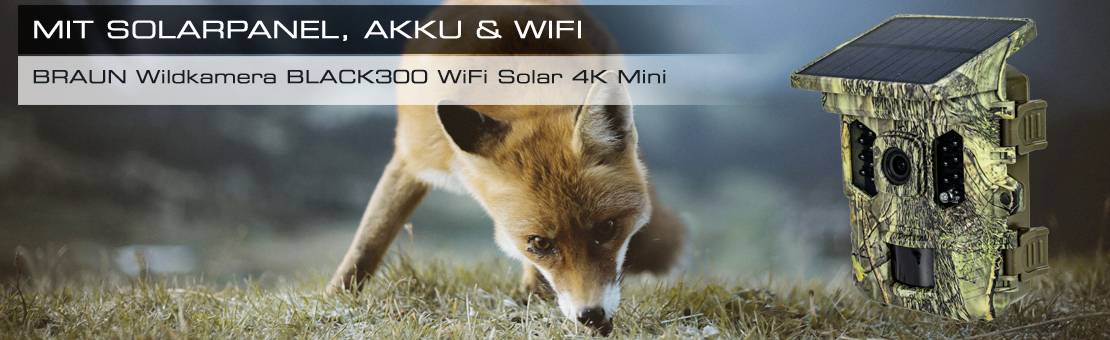Publicité pour la caméra animalière BRAUN BLACK300 WiFi Solar 4K Mini : 'Avec panneau solaire, batterie & WiFi', montrant un renard et la caméra dans l'herbe.