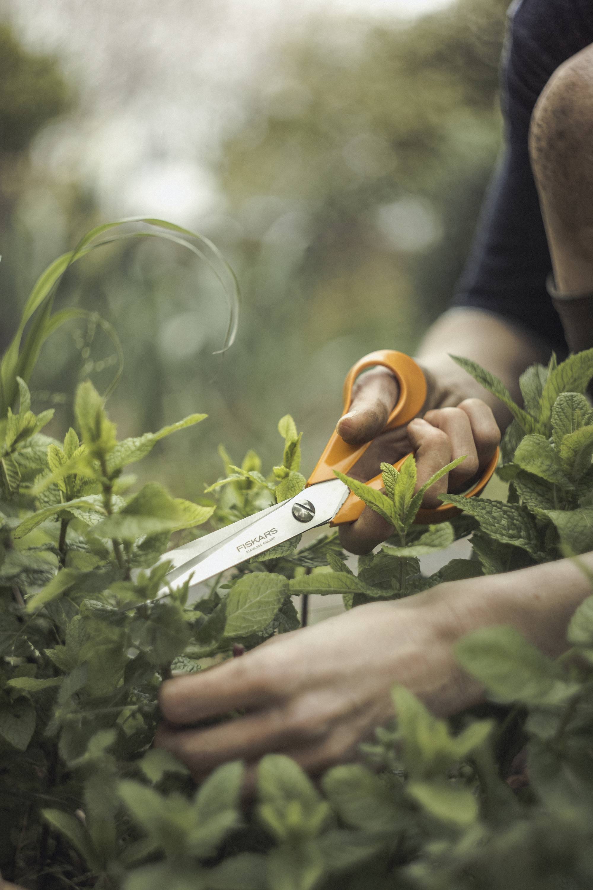 Une personne coupe des plantes vertes avec des ciseaux dans un jardin. Les mains sont en focus, avec des feuilles vertes au premier plan.
