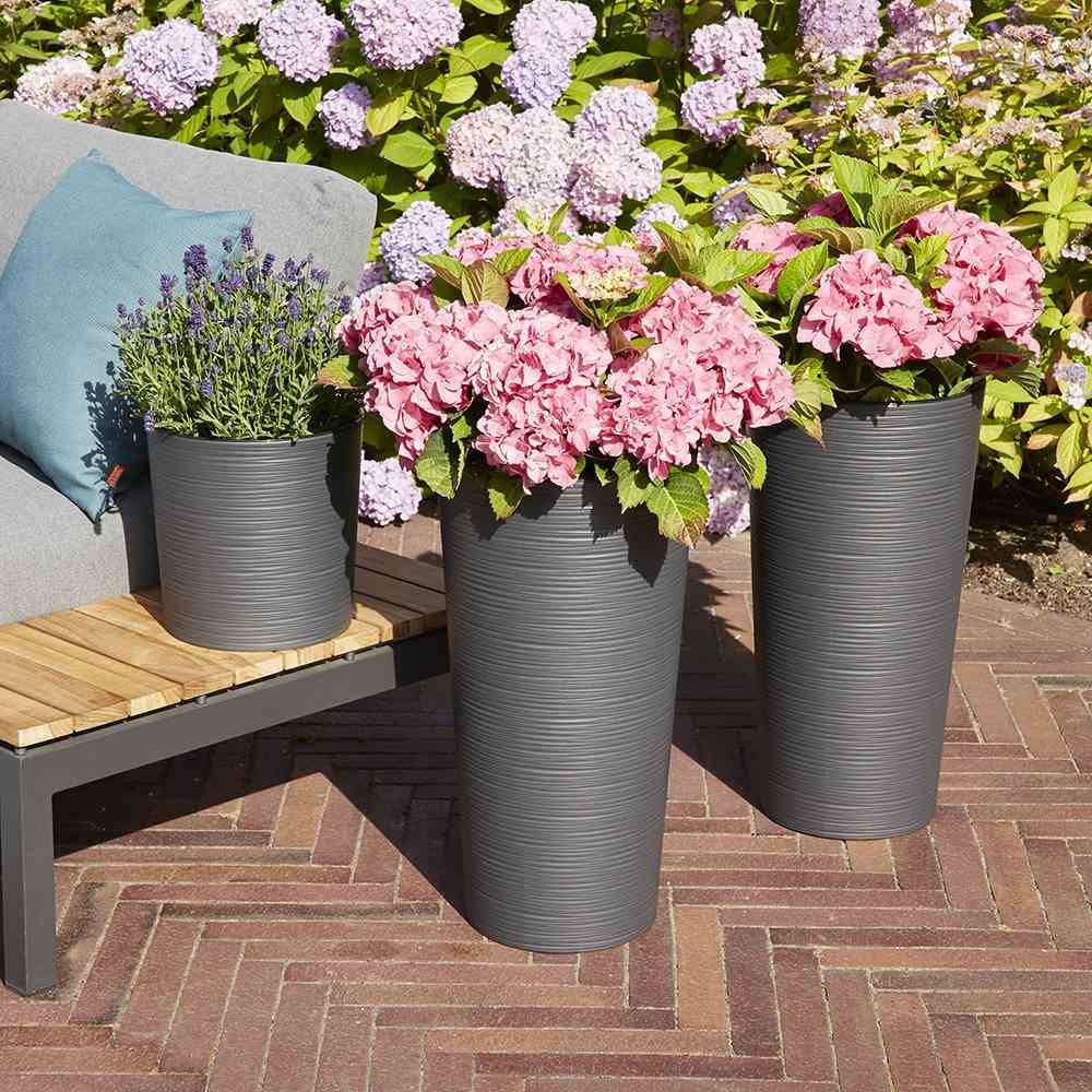 Trois grands pots gris avec des hortensias roses et de la lavande sur une terrasse, flanqués de buissons en fleurs mauves en arrière-plan.