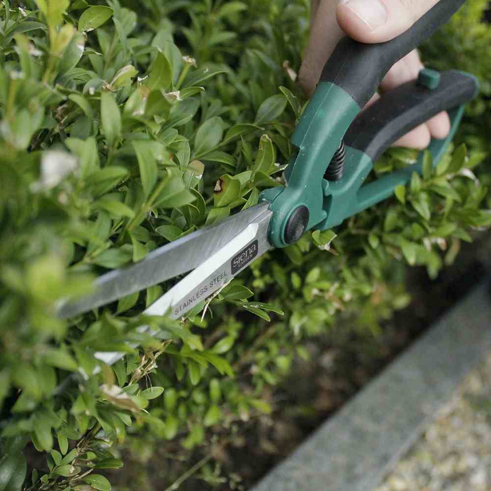 Une personne coupe une haie avec un sécateur. La haie verte est soigneusement taillée.
