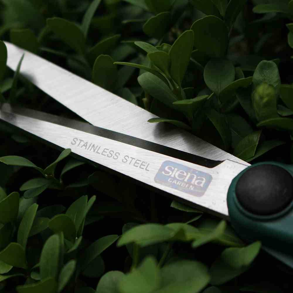 Une cisaille en acier inoxydable coupe des feuilles vertes dans une haie. La cisaille a des poignées noires et convient aux travaux de jardinage.