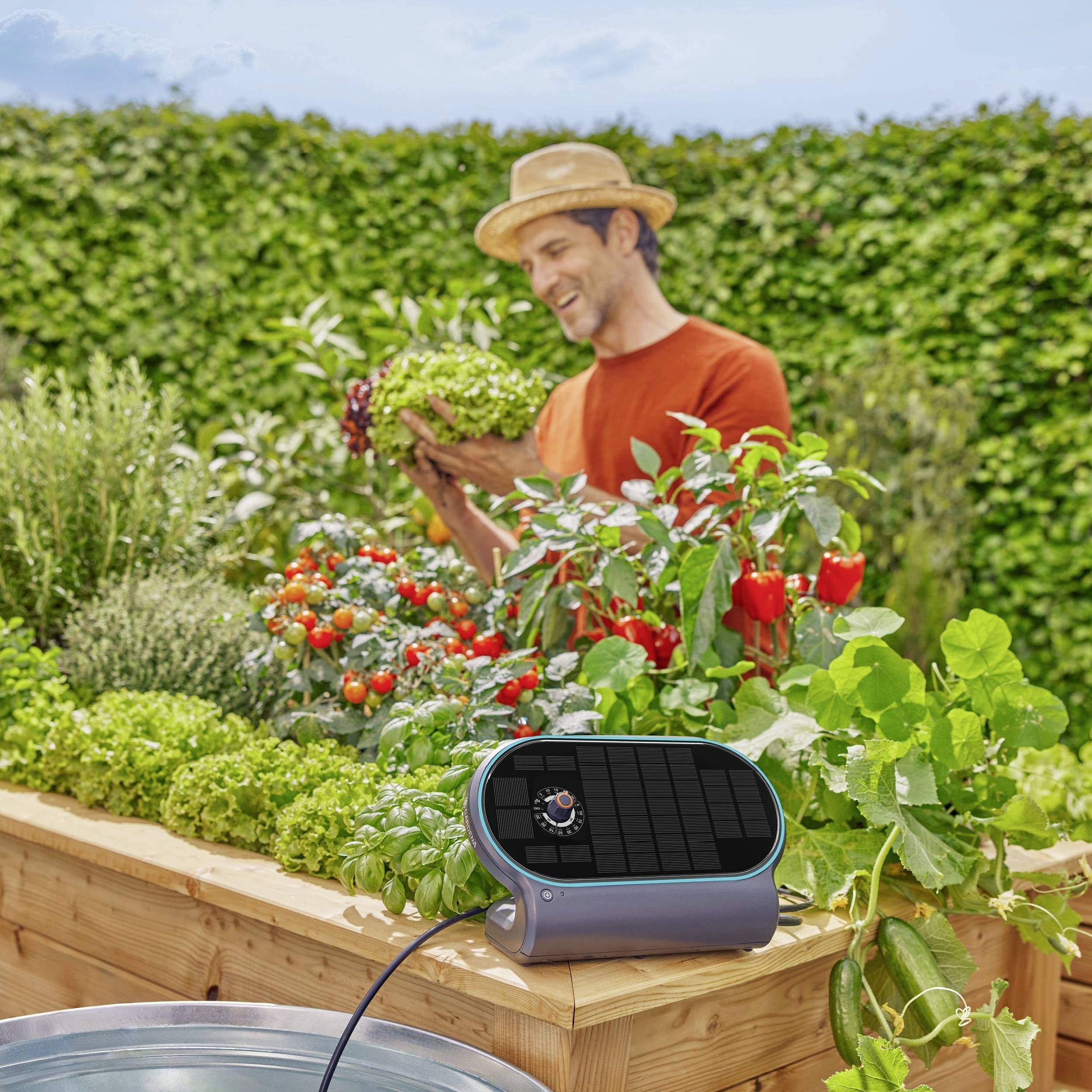 Un homme dans un jardin cultive une riche récolte de tomates, de laitue et d'herbes aromatiques. Un système d'irrigation est visible au premier plan.