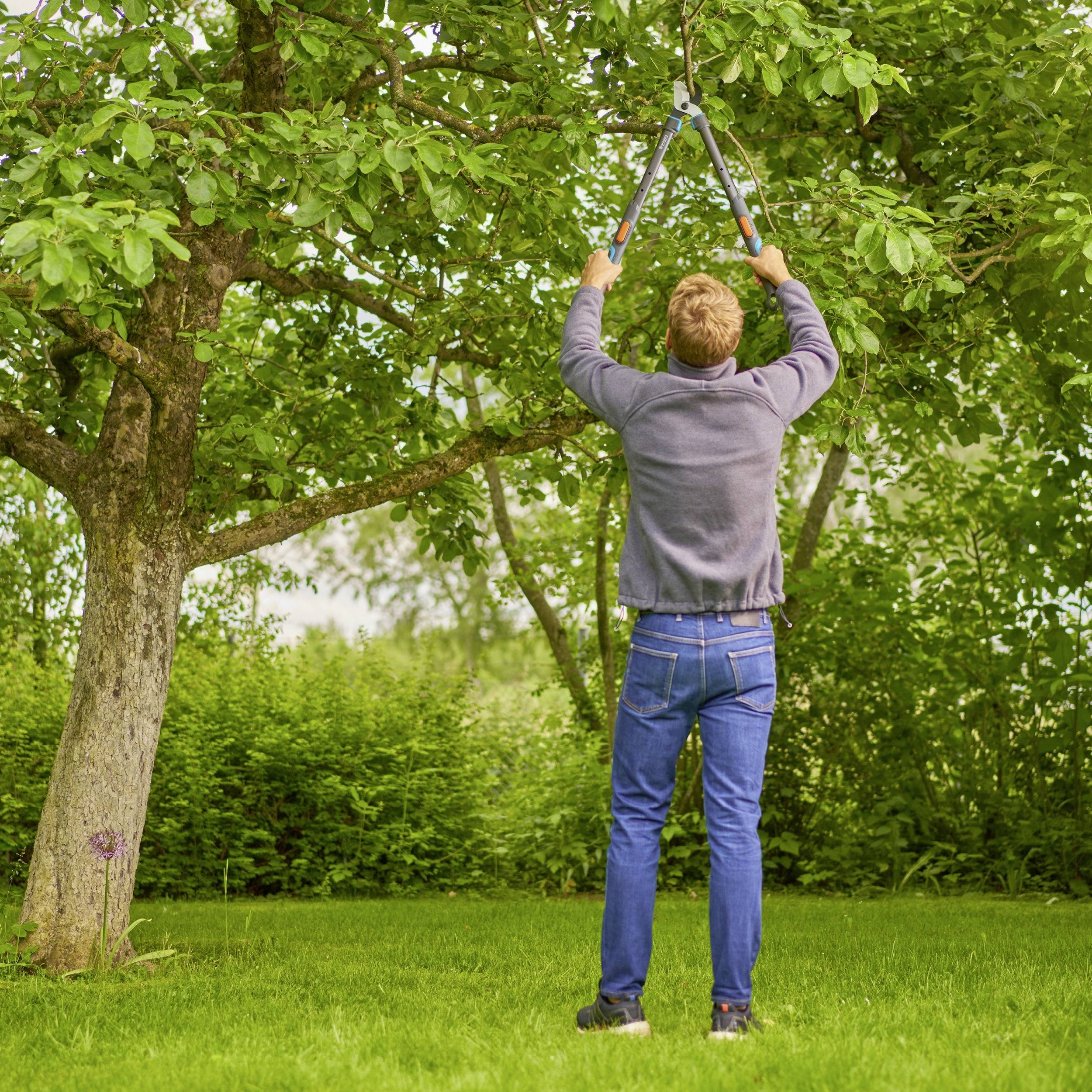 Un homme se tient sur la pelouse et coupe des branches avec un sécateur, entouré de feuillage vert et de végétation dense.