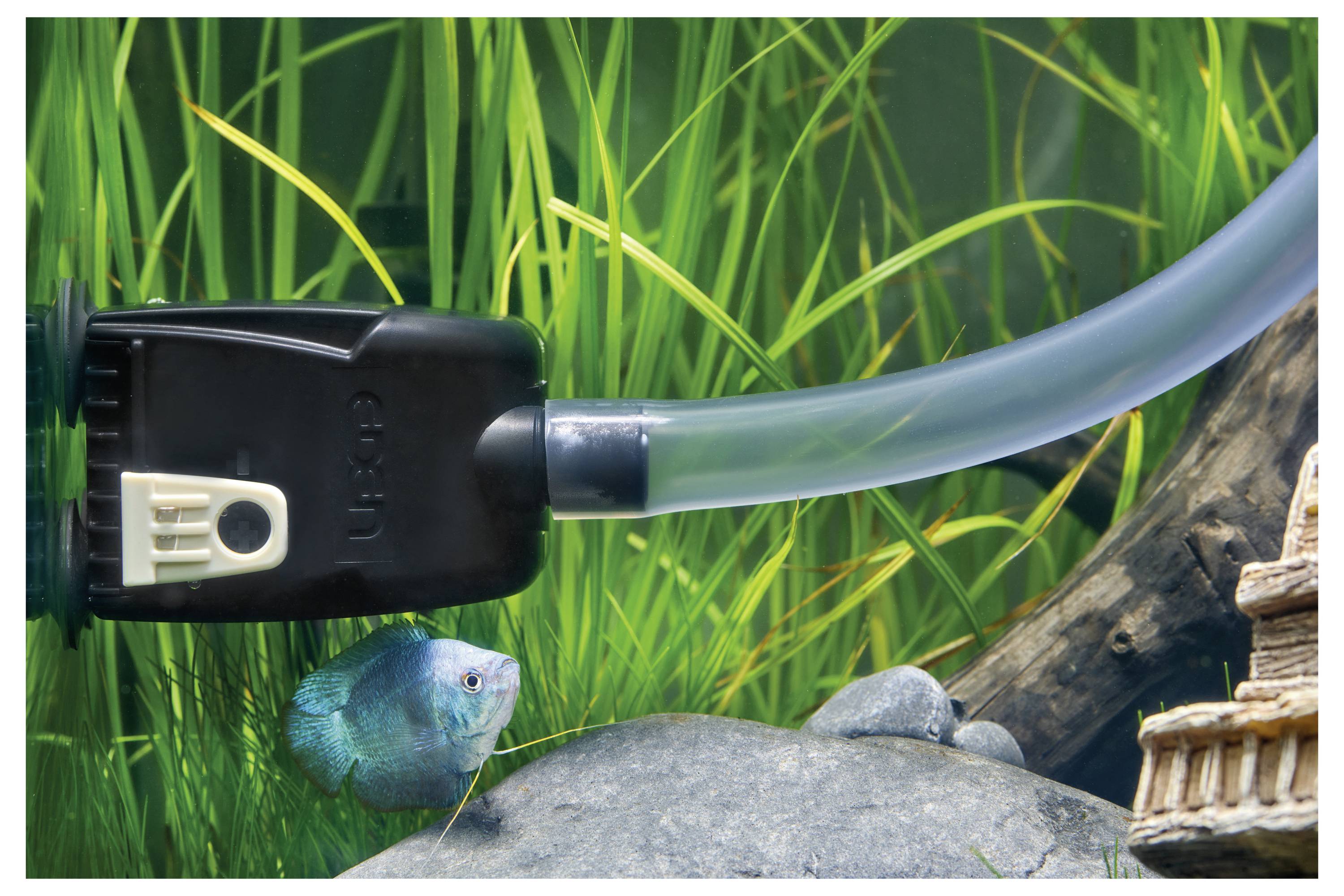 Un petit poisson bleu nage près d'un tube de filtre d'aquarium dans un bac avec des plantes vertes et des rochers, créant une scène sous-marine vibrante.