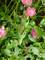 Rosier aux fleurs roses, soutenu par un bambou et maintenu par des rubans verts.