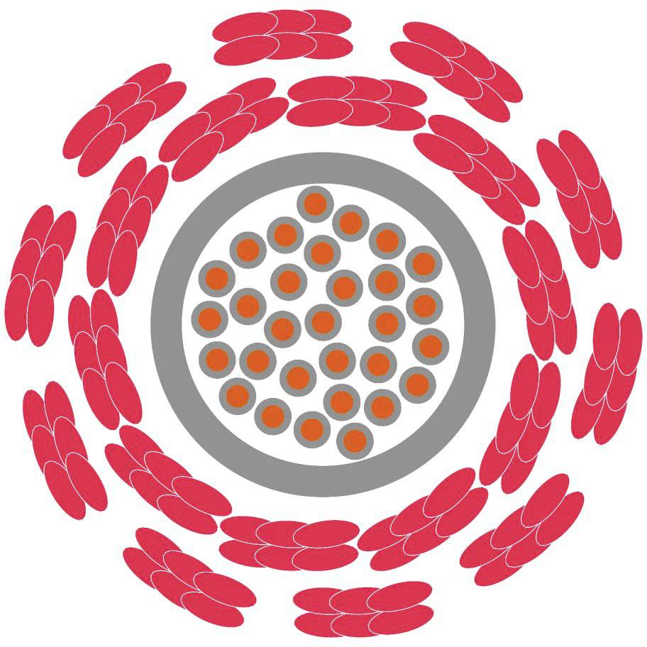 Cellules d'oignon sous un microscope : Structure cellulaire centrale arrondie avec des éléments rouges et gris.