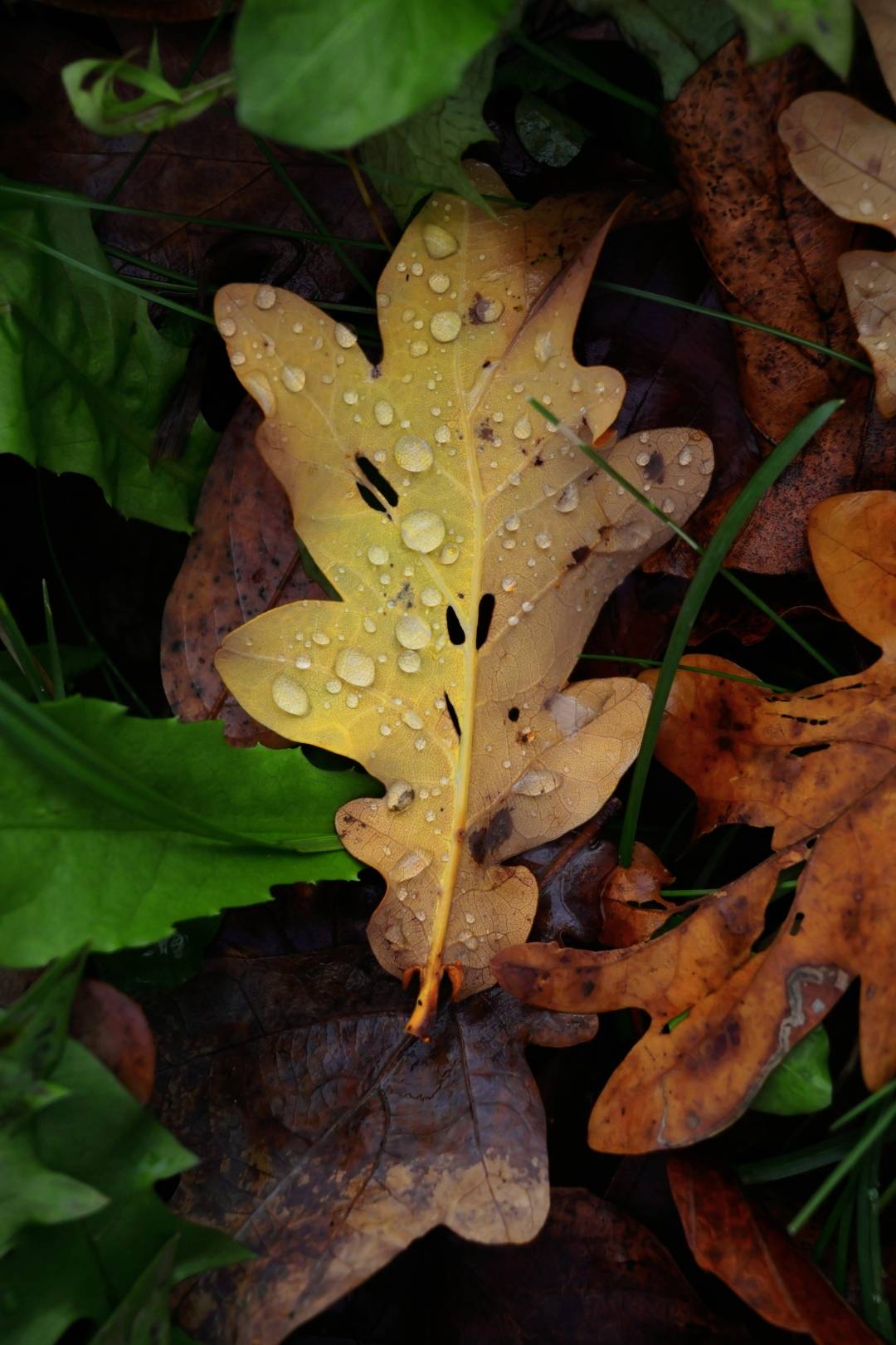 Une feuille de chêne jaune parsemée de gouttes de pluie repose sur d'autres feuilles d'automne. Des feuilles vertes et brunes encadrent l'image.