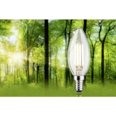 Une ampoule flotte dans une forêt verte en plein jour. Symbolise la durabilité et l'énergie écologique.