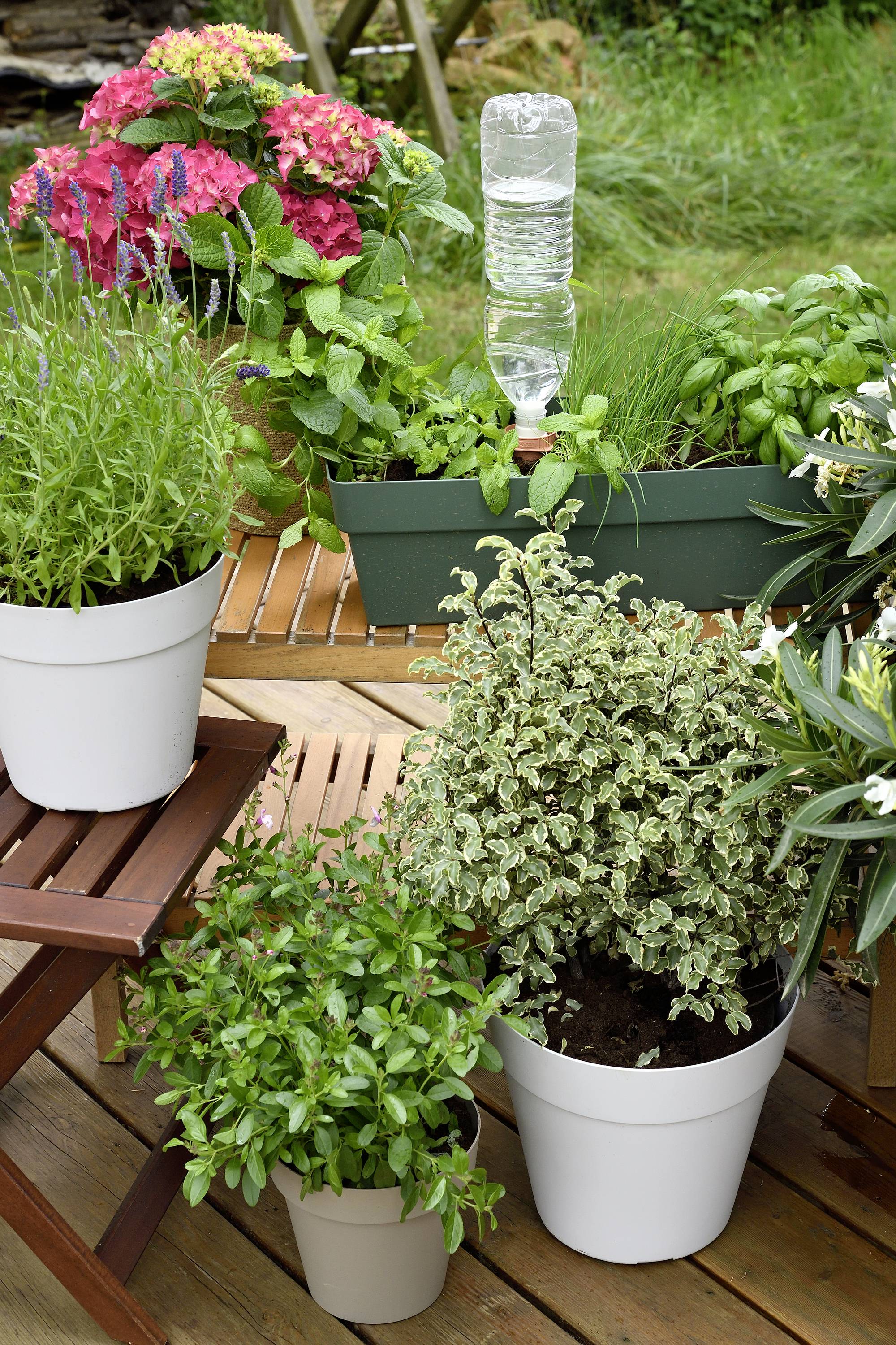 Une terrasse avec des pots de fleurs : des herbes aromatiques comme le romarin, le basilic ainsi que des hortensias en fleurs. En arrière-plan, un distributeur d'eau.