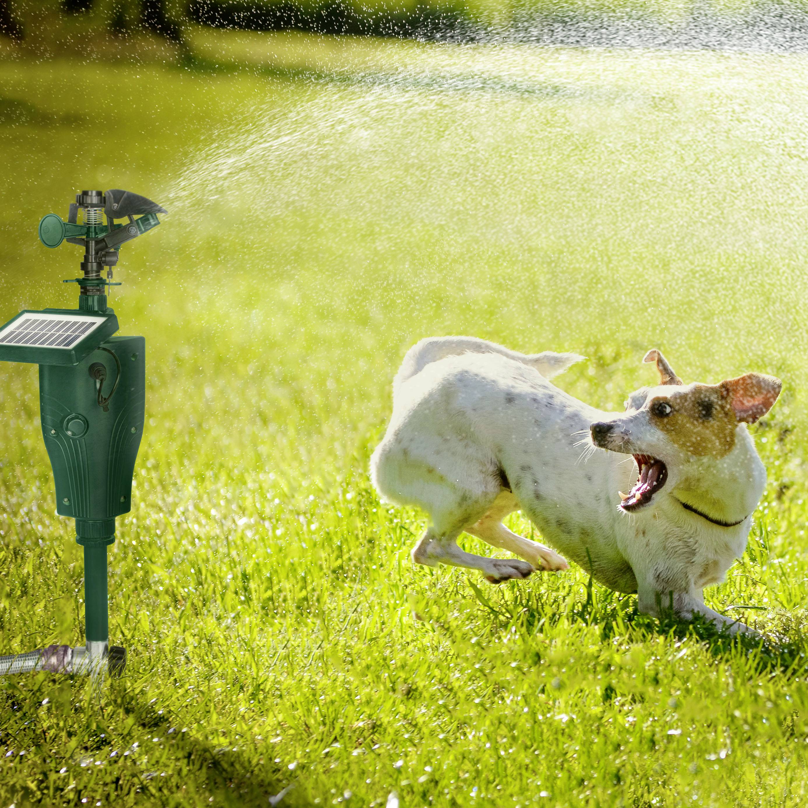 Un chien joue dans le jardin avec un arroseur automatique. L'arroseur projette de l'eau, et le chien semble joyeux et surpris.
