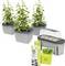 Trois pots plantés d'herbes aromatiques à côté d'une mini-serre. À côté se trouve un emballage avec des instructions pour l'entretien des plantes.