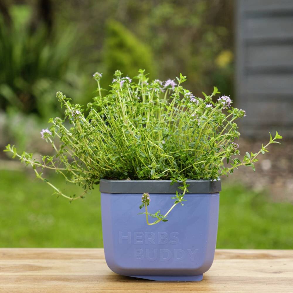 Pot de fleurs avec plante aromatique sur une table en bois à l'extérieur, avec un arrière-plan vert flou.