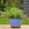 Pot de fleurs avec plante aromatique sur une table en bois à l'extérieur, avec un arrière-plan vert flou.