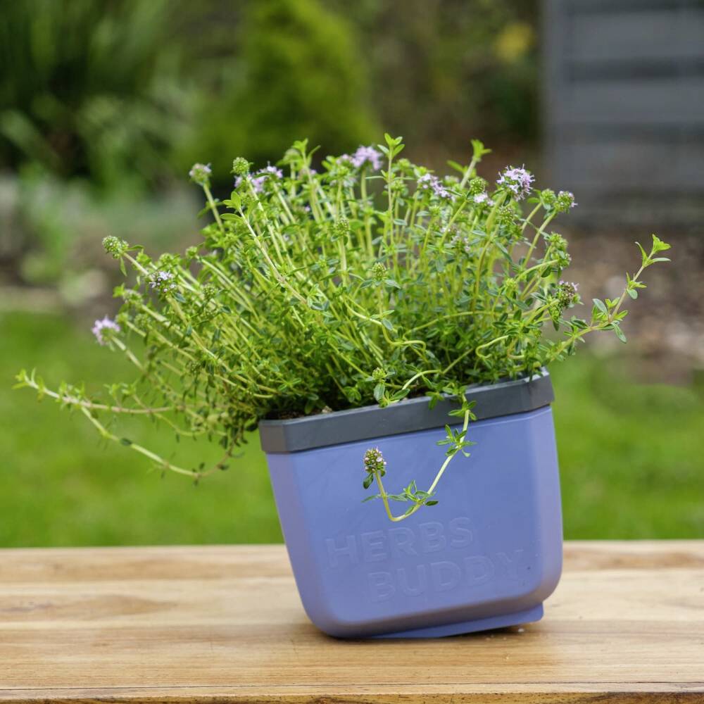 Un pot de fleurs bleu sur une table en bois avec des herbes fraîches en fleurs ; végétation verte floue en arrière-plan.