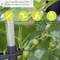 Plant de tomate avec des tomates vertes et un système d'arrosage. Les symboles en haut montrent les avantages : adapté au balcon, stable, montage facile, approvisionnement en eau. Texte : 'Votre solution tout-en-un sans souci pour la culture de tomates'.