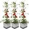 Trois plants de tomates dans des bacs de plantation rectangulaires, chaque plant a grandi en hauteur avec plusieurs tomates rouges sur les tiges.