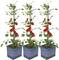 Trois plantes en pot avec de longues tiges et des tomates rouges qui pendent aux tiges. Les plantes se dressent dans des pots bleus.