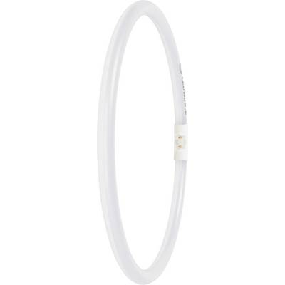 Un tube fluorescent circulaire avec un boîtier blanc, doté d'un connecteur sur un côté.