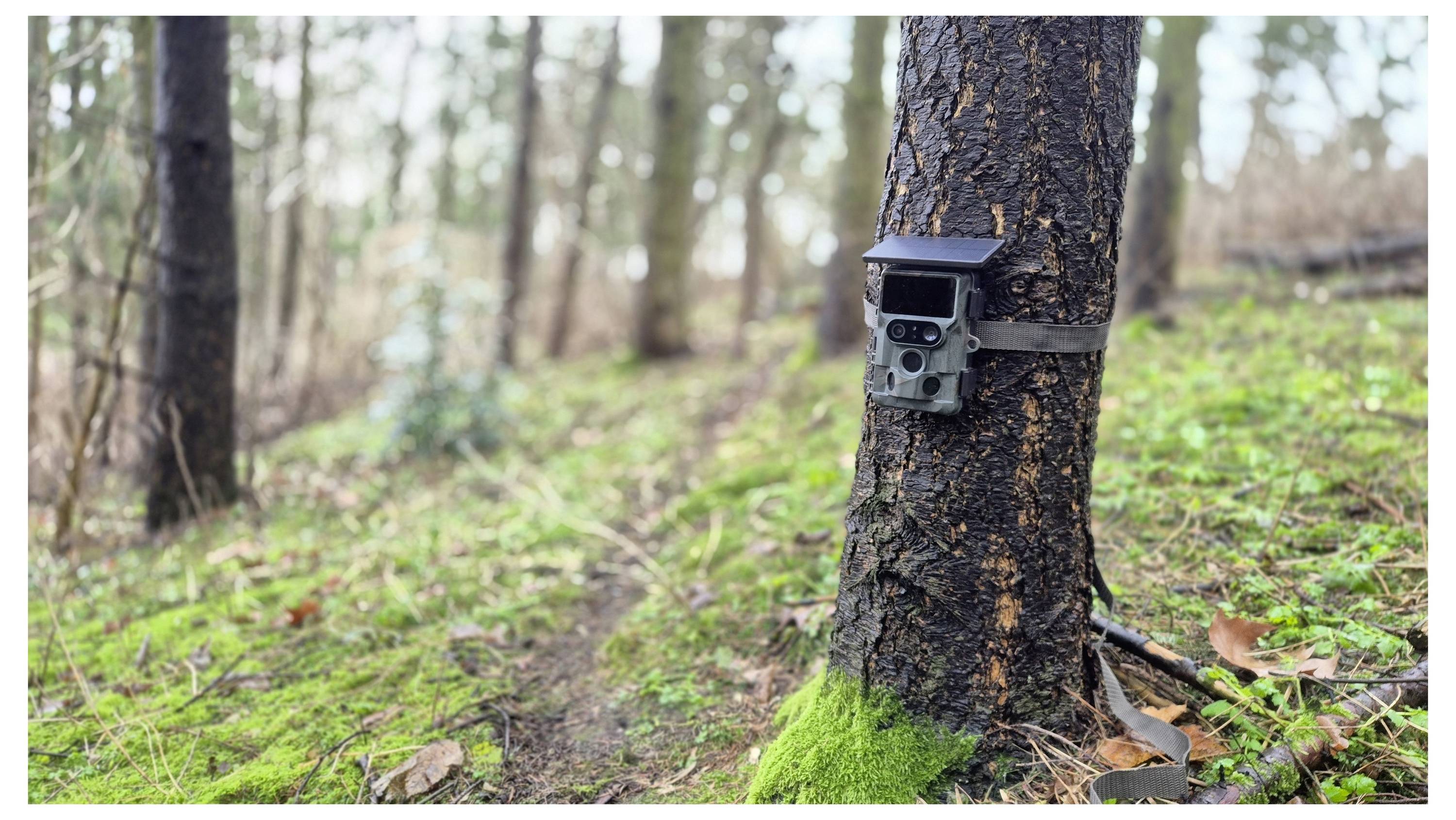 Caméra de piste fixée à un arbre dans une forêt, pointée vers la zone boisée pour le suivi de la faune.